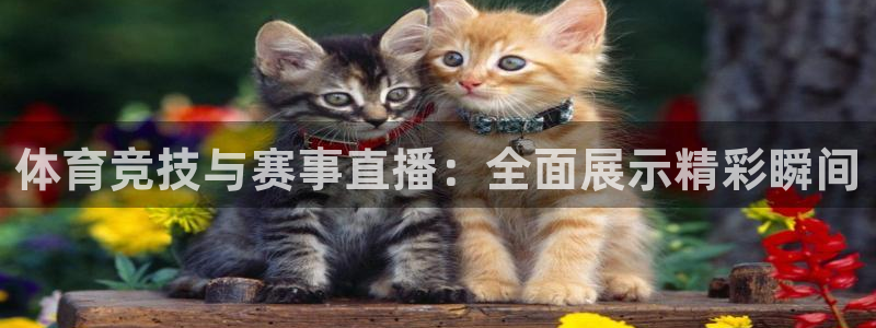 体育竞技与赛事直播：全面展示精彩瞬间