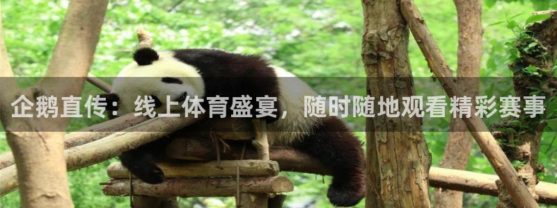 企鹅直传：线上体育盛宴，随时随地观看精彩赛事