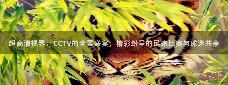 超高清视界：CCTV的全景盛宴，精彩纷呈的足球比赛与球迷共享