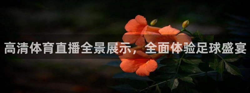高清体育直播全景展示，全面体验足球盛宴