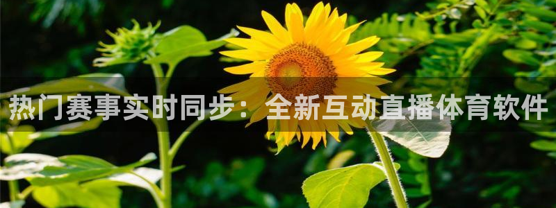 热门赛事实时同步：全新互动直播体育软件