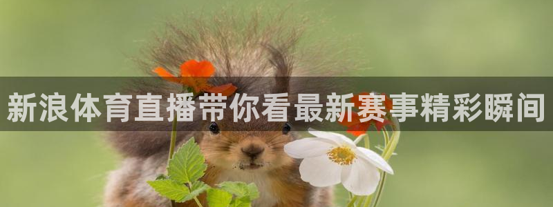 新浪体育直播带你看最新赛事精彩瞬间